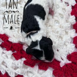 Goldendoodle and Poodle Puppies from Trammell’s Southern Pups