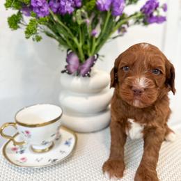 White Rabbit - Caramel red male Australian Labradoodle puppy in Palmdale, California from Pixie Doodle Paws