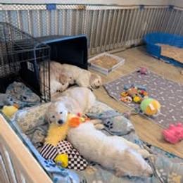 Golden Retriever Puppies from Mountain Sky Goldens   https://youtu.be/30SVQesEtig?si=CMjASv_Tza1VKSNt