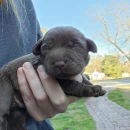 Boy 3 - Chocolate Labrador Retriever puppy in Andrews, South Carolina from Leyland Cypress Retrievers