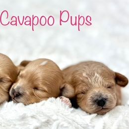 Cavapoos from Hamann's Cavapoo Puppies