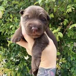 Maroon - Liver female German Shepherd puppy in California from Singleton Shepherds