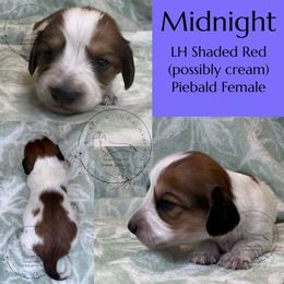 Midnight - Piebald female Dachshund puppy in Denham Springs, Louisiana from Rockin’ with Dachshunds