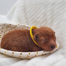 Mr. Yellow - Red  male Poodle puppy in Leitchfield, Kentucky from Eveleigh Acres Puppies