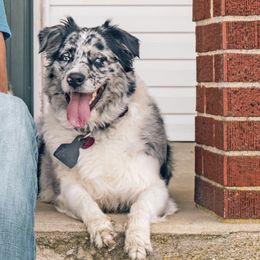 Australian Shepherds from Crossroads Show Cattle and Aussies