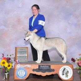 Siberian Husky puppies from Grove’s Siberian Huskies