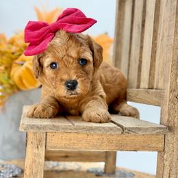Reba - Red  female Goldendoodle puppy in Queen Creek, Arizona from Goldendoodle AZ