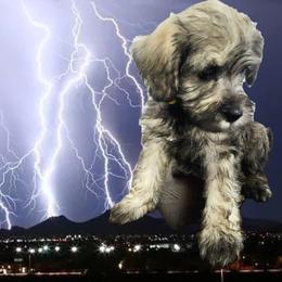River - White female Schnoodle puppy in Tucson, Arizona from Smart Schnauzers & Schnoodles