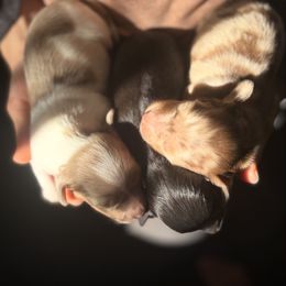 Dachshund Puppies from Molina Family Farms