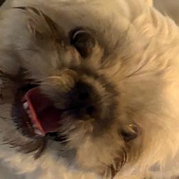 Shih Tzu Puppies from Shih-tzu Dynasty
