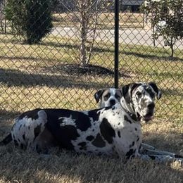 Great Dane All Grown Up from Bauman Great Danes