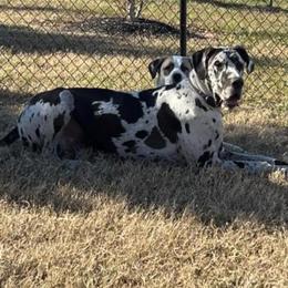 Great Dane All Grown Up from Bauman Great Danes