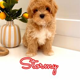 Stormy - Apricot male Maltipoo puppy in Buford, Georgia from Petite Posh Puppies