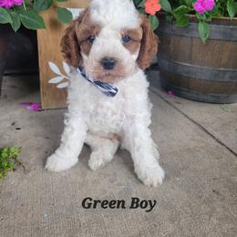 Green Boy - Blenheim male Cavapoo puppy in Wisconsin from Catch A Cavapoo