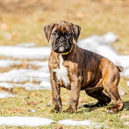 Puppy 8 - Brindle female Boxer puppy in Perry, Michigan from Boxer Boulevard