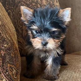 Cash SMALL - Blue and gold male Yorkshire Terrier puppy in Monticello, Iowa from Ashley’s Puppies