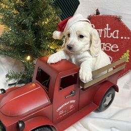 Boy 2 - Piebald male Dachshund puppy in Somerset, Pennsylvania from Rae’s Dapper Dachshunds