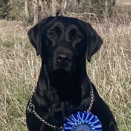 Labrador Retrievers from Lynn Moore