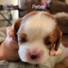 Peter - Blenheim Cavalier King Charles Spaniel puppy in Geff, Illinois from Angelic Cavaliers