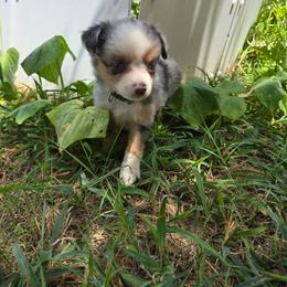 Medusa - Blue merle male Miniature Australian Shepherd puppy in Arlington, Texas from CopperHead Aussies