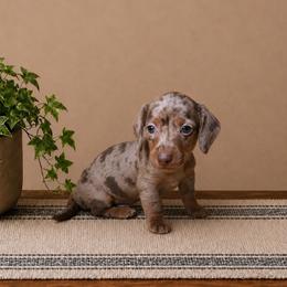 Rusty - Dapple male Dachshund puppy in Richmond, Virginia from Paw Prints