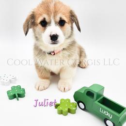 Juliet - Red female Pembroke Welsh Corgi puppy in Kiowa, Colorado from Cool Water Corgis LLC