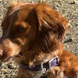 Dachshunds from Trinity Elite Dachshund's