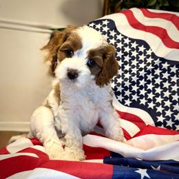Girl 3 Luna - Blenheim female Cavapoo puppy in Bountiful, Utah from PJs Puppy Love