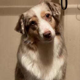 Berry - Miniature American Shepherd