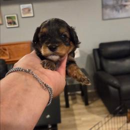 Sky - Black & tan tri-color male Maltipoo puppy in Everett, Washington from Meadows Ranch