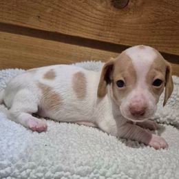 Jolly - Piebald female Dachshund puppy in Washburn, Tennessee from Broken Arrow Miniature Dachshunds