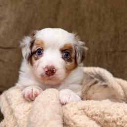 Daisy - Red merle female Miniature Australian Shepherd puppy in Athol, Idaho from Northern Aussies