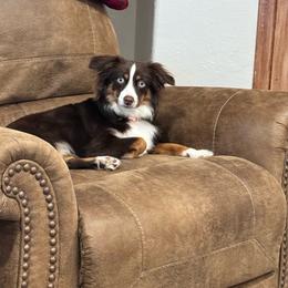Sadie - Miniature Australian Shepherd