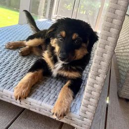 Girl 3 - Black tri-color Australian Shepherd puppy in Oakland City, Indiana from Moonlightaussies