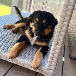 Girl 3 - Black tri-color Australian Shepherd puppy in Oakland City, Indiana from Moonlightaussies