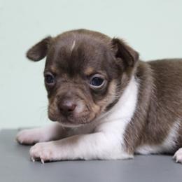 Australian Cattle Dog and Chihuahua Puppies from Cherished Chihuahuas