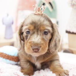 Dom - Dapple male Dachshund puppy in Big Rapids, Michigan from 30 Acre Woods Dachshunds