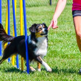 Jade - Australian Shepherd