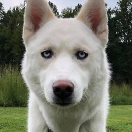 Gusgus - Siberian Husky