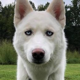 Gusgus - Siberian Husky