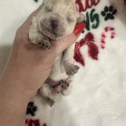 Ivory - Cream female Maltipoo puppy in Apple Valley, California from Boujeepups
