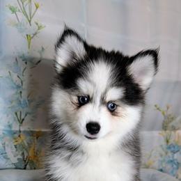 Poppy - 2500 - Black and white female Pomsky puppy in Spring Hill, Florida from www.PuppyTimeEmporium.com