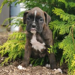 Myla - Brindle female Boxer puppy in Newville, Pennsylvania from Zimmerman's Pets