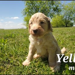 Labradoodle Puppies from Silver Acorn Doodles