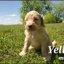 Labradoodle Puppies from Silver Acorn Doodles