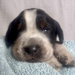 3 - Black white and tan male English Springer Spaniel puppy in Natural Bridge, Virginia from Sara's English Springer Spaniels