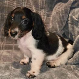 Leo Male longhair 2500 - Piebald male Dachshund puppy in Magnolia, Texas from J&R Macias Dachshunds