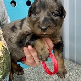 Red - Harlequin male Beauceron puppy in Floyd’s Knobs, Indiana from Birdwing Beaucerons