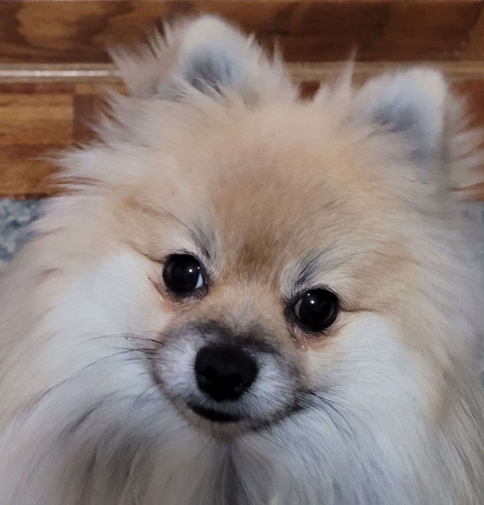 Kolte - Pomeranian