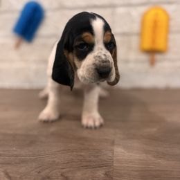 Pepperoni - Black brown and white female Basset Hound puppy in Lubbock, Texas from Hound House